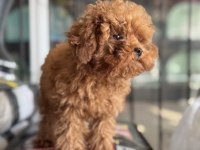 Pemode den 5 aylık 700 gr tea cup kore poodle yavrumuz