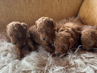 Toy poodle yavrular