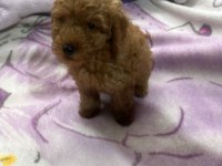 2 aylık poodle köpeği