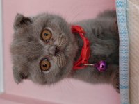 65 günlük scottish fold yavrular eğitimleri tam