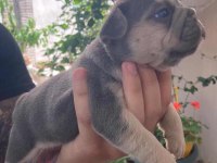 French Bulldog BEBEKLER İÇİN İLETİŞİM