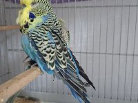 Show jumbo muhabbet kuşu
