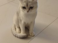 Acil scottish fold oğlum paşaya dişi aranıyor