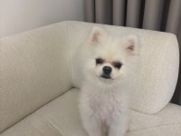 Acil 10 Aylık Pomeranian