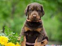 Doberman bebekler kapınıza kadar teslim ediyoruz