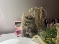2 aylık dişi british longhair