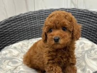 Aşılı Sağlıklı Toy Poodle Yavrular