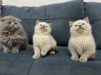 Minik Patiler Büyük Aşk Kediler