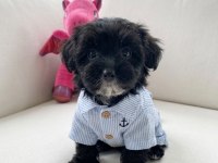 Teacup morkie