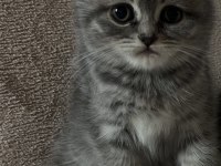 Tabby Güzel British Shorthair Bebeğim