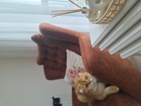 Kısır Erkek Scottish Fold Gold