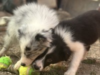 Ruhsatlı Eğitim Merkezinden Border Collie Yavrular