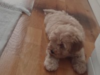 Çok sevimli erkek Maltipoo