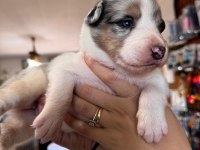 Tricolor Merle Border Collie Yavrularımız