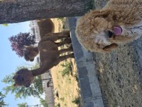 Labradoodle yavrularımız