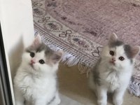 2 aylık british longhair ve british shorthair yavru