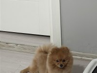POMERANİAN 3 YAŞINDA ERKEK SAHİBİNDEN