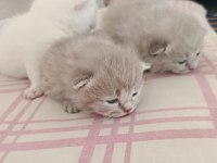 Yavru british shorthair
