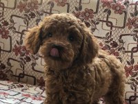 Toy poodle dişi yavru