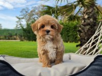 Mükemmel Kalitede Maltipoo Bebeklerimiz