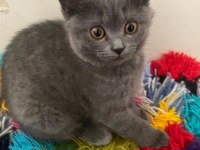 Orjinal British Shorthair Yavrular