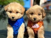 IRK GARANTİLİ MALTİPOO YAVRULAR