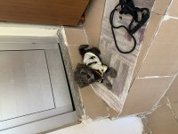 2 buçuk aylık eğitimli terrier köpeği