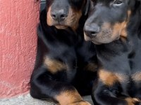 A++ KALİTE DOBERMAN YAVRULARIMIZ
