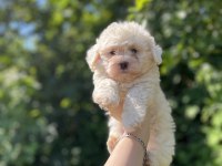 Erkek dişi mevcut köpekler