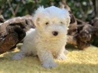 Kar Beyaz Maltese Terrier Yavrular