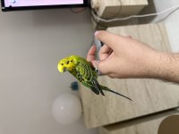 Evcil Konuşan Bilezikli Muhabbet Kuşu