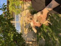 Sevimli golden retriever bebeklerimiz