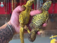 Uromastyx Geyri - Uromastyx Dispar Flavifasciata