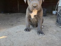 Blue Cane Corso Yavrular Irk Sağlık Garantili