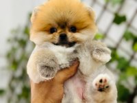 Federasyon Kayıtlı Orjinal Pomeranian Boo