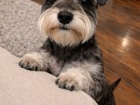 Schnauzer miniature yavrular