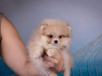 Pomeranian spitz