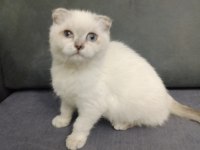 Tatlı scottish fold yavrular yeni yuva bekliyorlar