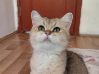 British Golden Kızımız
