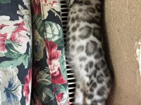 ELITE SİLVER BENGAL KEDİSİ YAVRULARI OZYFELİNES