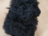 Siyah 3.5 Aylık Toy Poodle