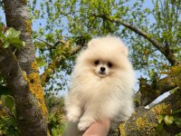 Dünyalar güzeli pomeranian yavrumuz yeni yuvasını bekliyor