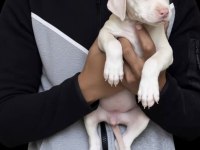 Albino Doberman Türkiyenin en seçkin köpekleri
