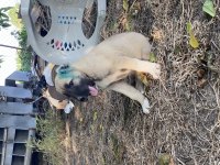 Mükemmel anatomi Kangal yavrular