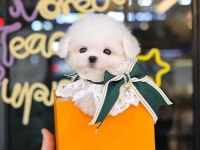Maltese terrier Kore kan saf ırk yavrularımız