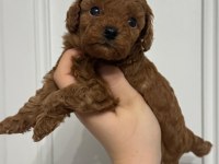 Toy Poodle Garantili