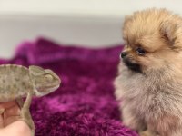 IRK GARANTILI TEACUP POMERANİAN