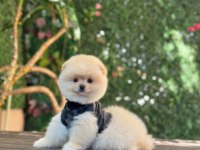 Üst Kalite Pomeranian Boo