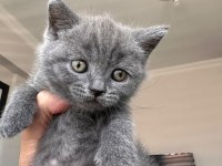 British Shorthair 2 Erkek Ve 1 Dişi Yavru A Kalite