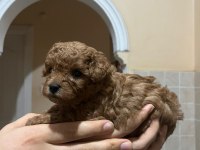 2 Dişi ve 2 Erkek kırmızı kahve renk minyatür poodle
